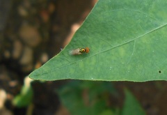 Microchrysa bicolor