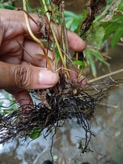 Christella subpubescens