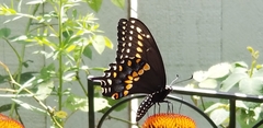 Papilio polyxenes