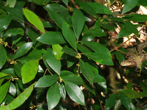 Image of Litsea rotundifolia by (c) Jacy Chen, some rights reserved (CC BY)