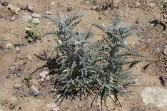 Astragalus brauntonii