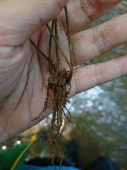 Pteris heteromorpha