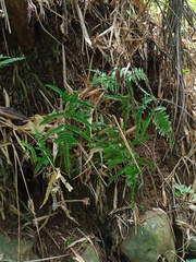 Pteris heteromorpha