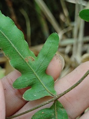 Pteris heteromorpha