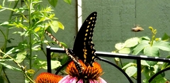 Papilio polyxenes