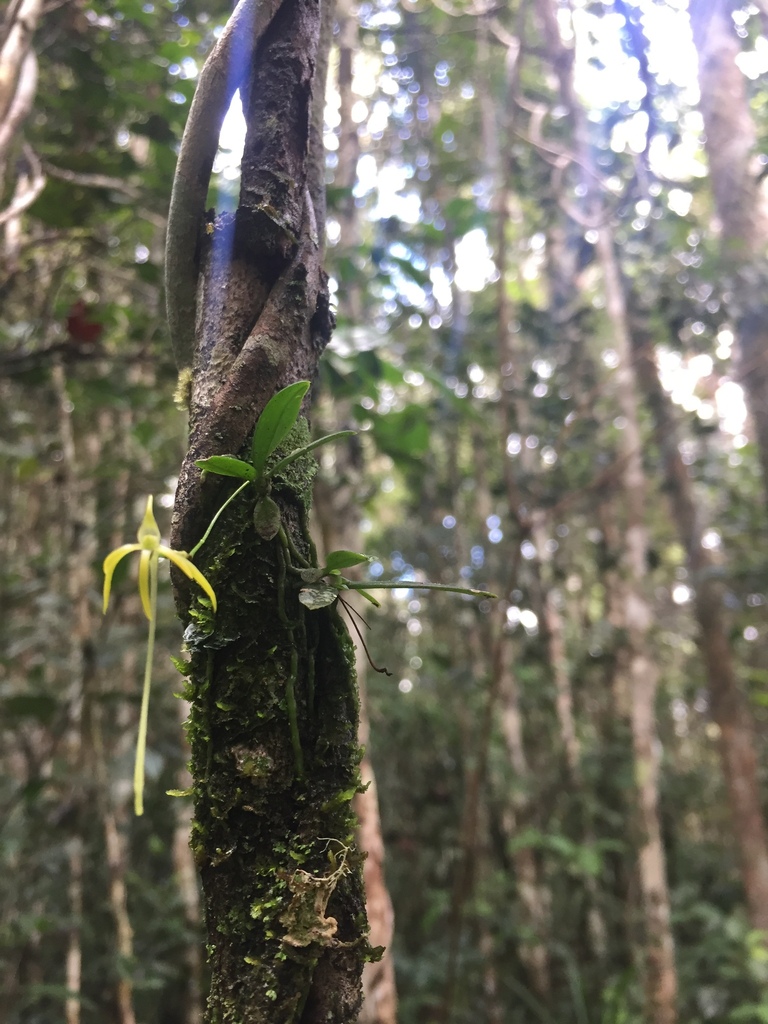 Angraecum rhynchoglossum