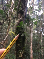 Angraecum rhynchoglossum image