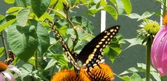 Papilio polyxenes