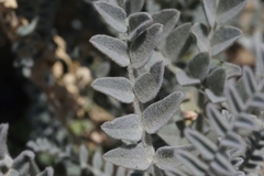 Astragalus brauntonii
