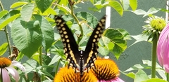 Papilio polyxenes