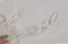 Lasiobolus macrotrichus