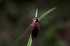 Pycnoscelus conferta