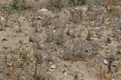 Astragalus brauntonii
