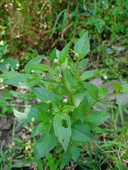 Acmella radicans