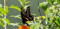 Papilio polyxenes
