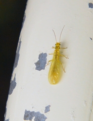 Sweltsa