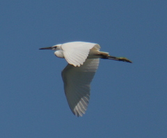 Egretta garzetta