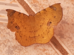 Erastria decrepitaria