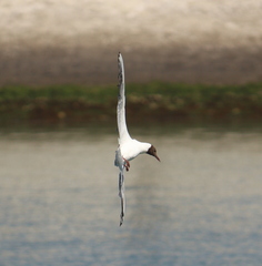 Chroicocephalus ridibundus