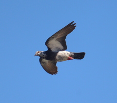 Columba livia domestica
