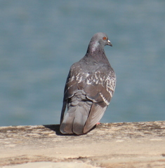 Columba livia domestica