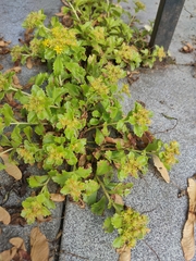 Phedimus kamtschaticus