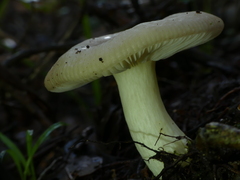 Russula purpureotincta