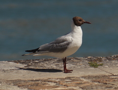 Chroicocephalus ridibundus