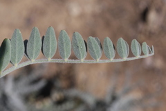 Astragalus brauntonii
