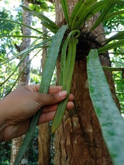 Pyrrosia longifolia