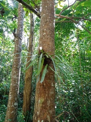 Pyrrosia longifolia