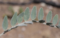 Astragalus brauntonii
