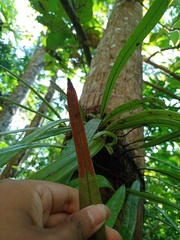 Pyrrosia longifolia