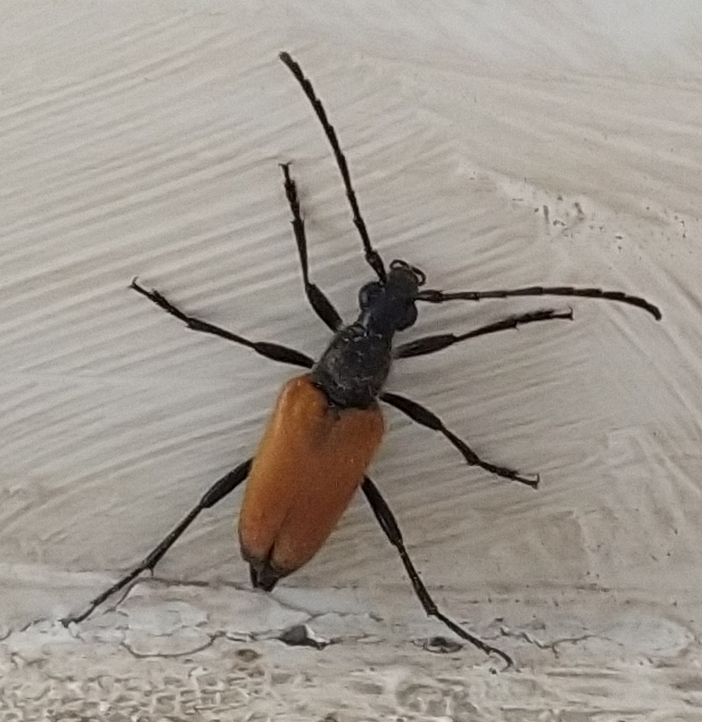 Paracorymbia tonsa