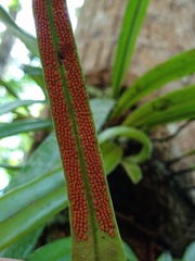 Pyrrosia longifolia