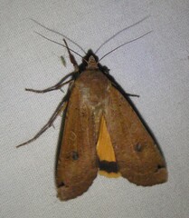 Noctua pronuba