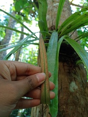 Pyrrosia longifolia