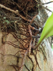 Pyrrosia longifolia