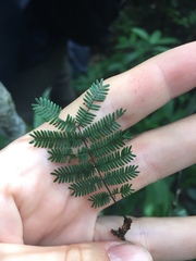 Dichrostachys