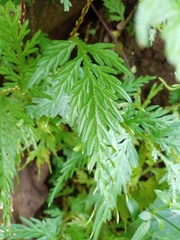 Selaginella plana