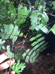 Dichrostachys