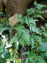 Selaginella plana