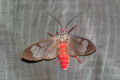 Amerila astreus