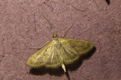 Paratalanta pandalis