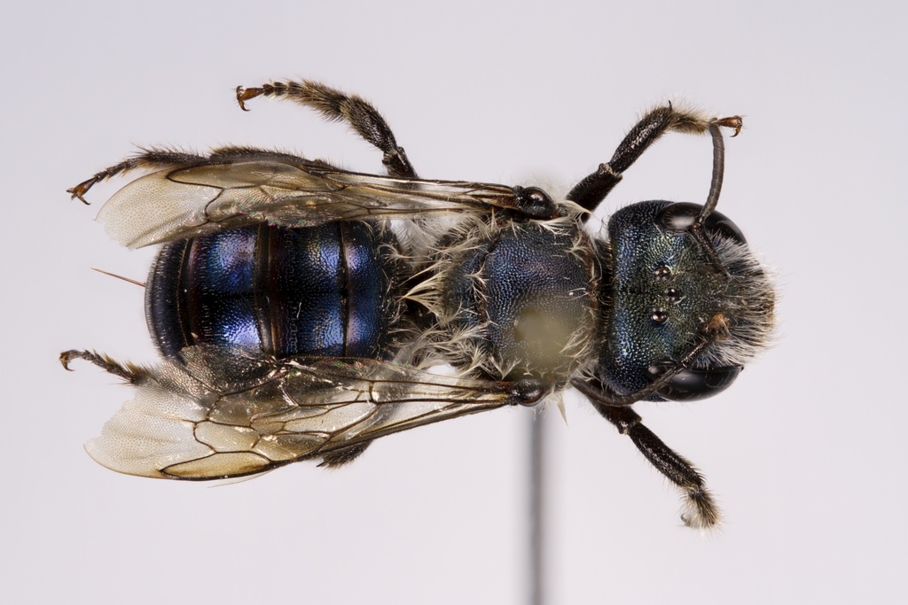 Osmia felti