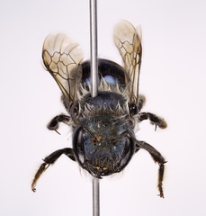 Osmia felti