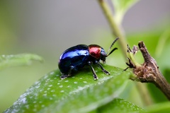 Parheminodes pulcher