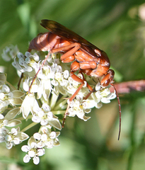 Tachypompilus unicolor cerinus