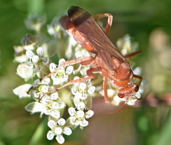 Tachypompilus unicolor cerinus