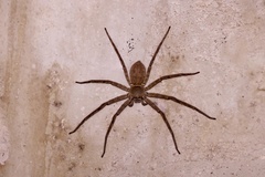 Heteropoda venatoria